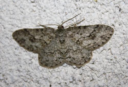 Ectropis crepuscularia